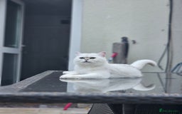 British Shorthair cats for sale: Girl cat - Image 3