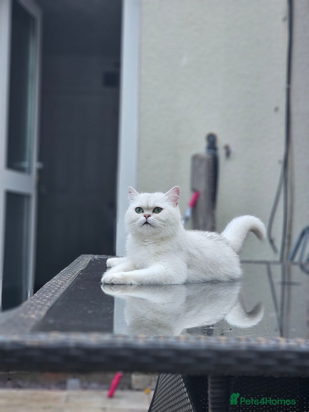 British Shorthair cats for sale: Girl cat - Image 3