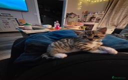 Bengal cats for sale: Bengal X kittens - Image 20