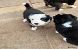 Border Collie dogs for sale: Beautiful Tri-colour border collies - Image 9