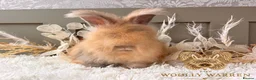 Angora rabbits for sale: 3 BEAUTIFUL VACCINATED ANGORAS READY NOW - Advert 5
