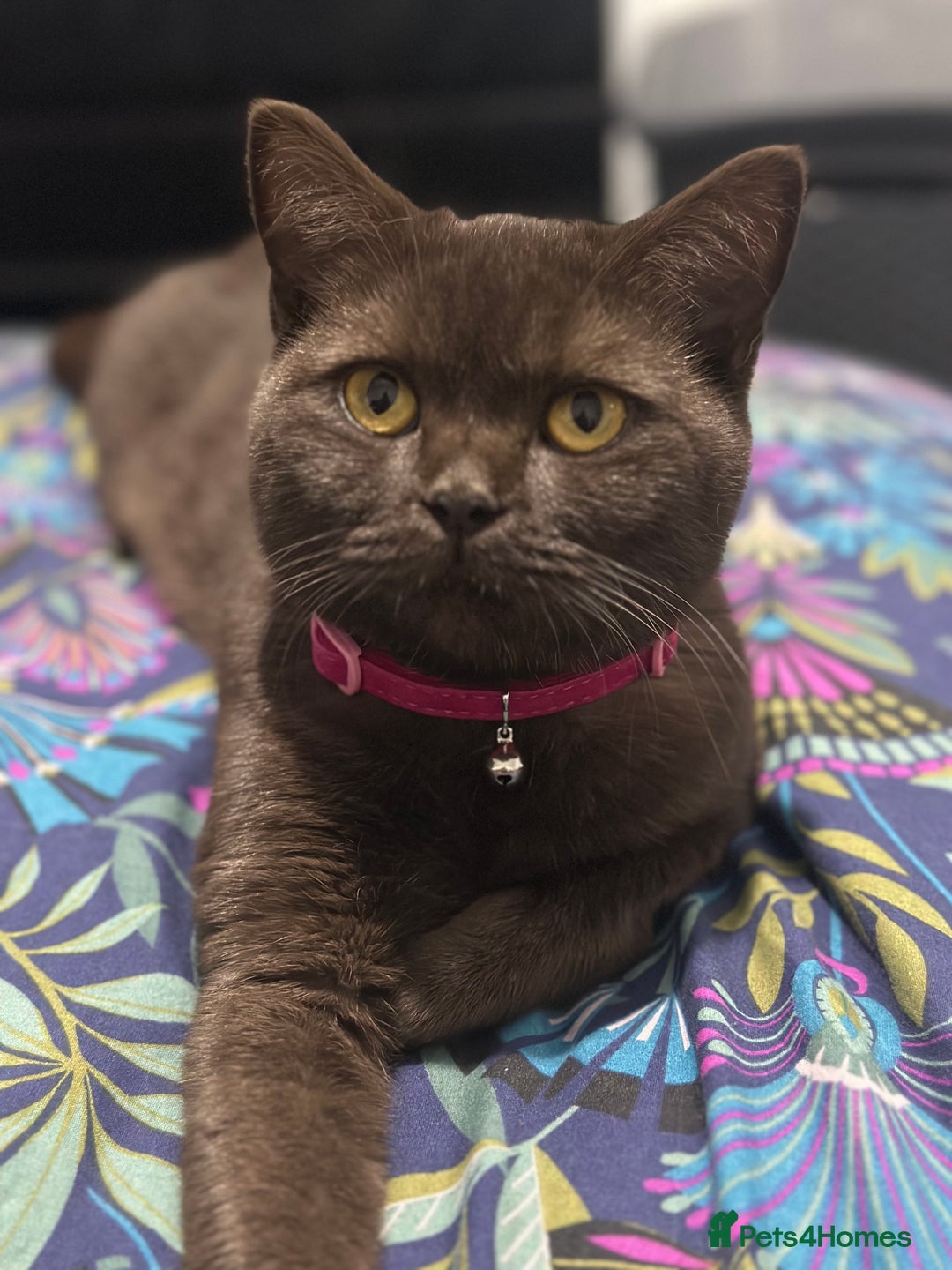 British Shorthair cats for sale: British shorthair babies - Advert 2