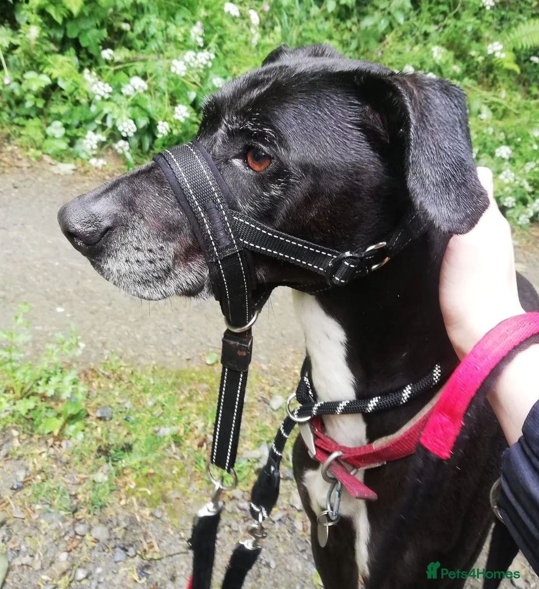 Mixed Breed dogs for adoption: MAX 8yr old Cross Breed - Advert 2