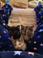 British Shorthair cats Beautiful cute British shorthair kittens for sale - Advert 1
