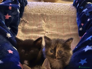 British Shorthair cats Beautiful cute British shorthair kittens for sale - Advert 4