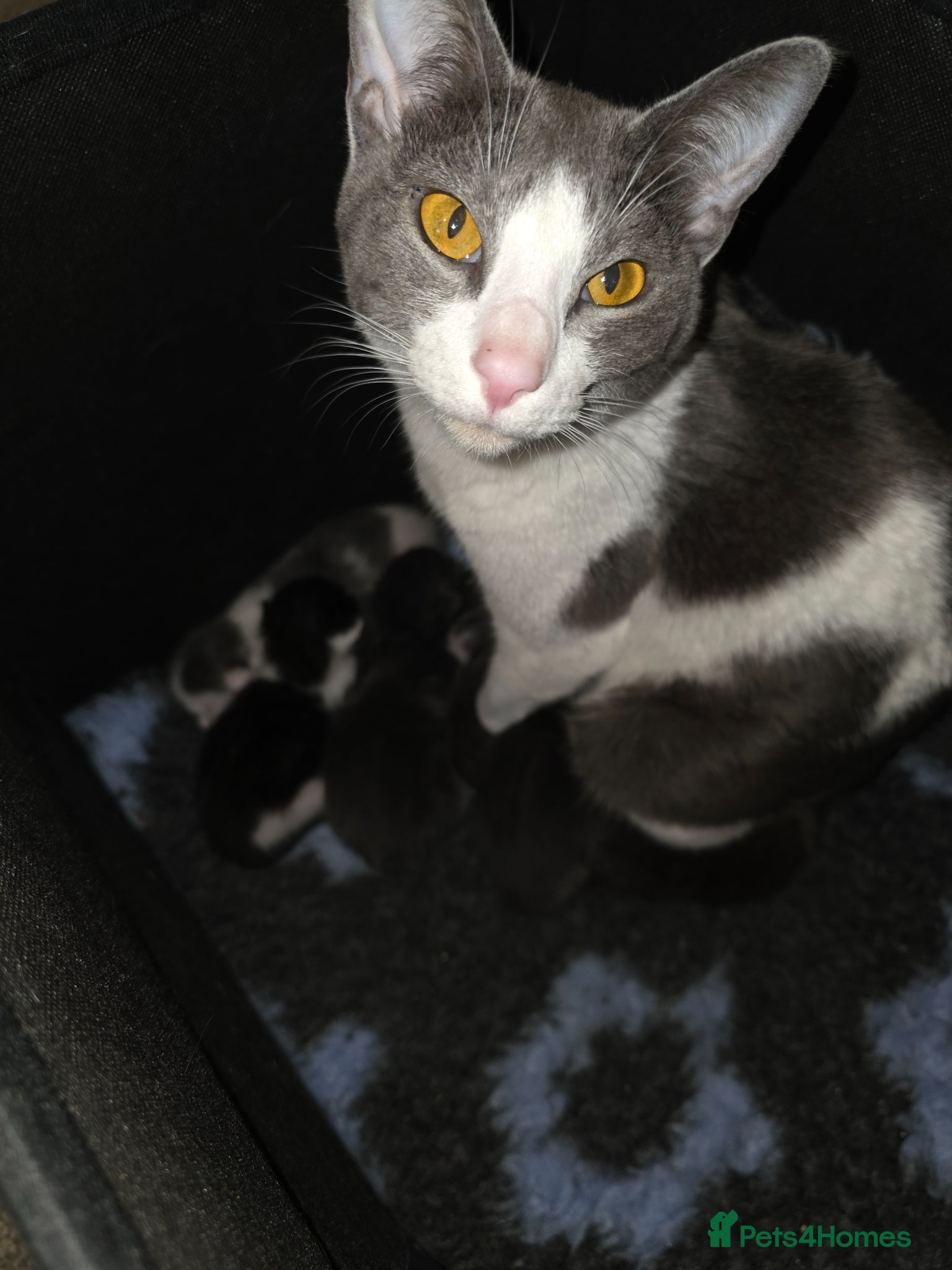 Oriental cats MAINE COON x ORIENTAL SHORTHAIR - Advert 1