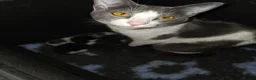 Oriental cats for sale: MAINE COON x ORIENTAL SHORTHAIR - Advert 1