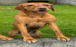 Labrador Retriever dogs for sale: KC Red fox Labrador retrievers  - Image 6