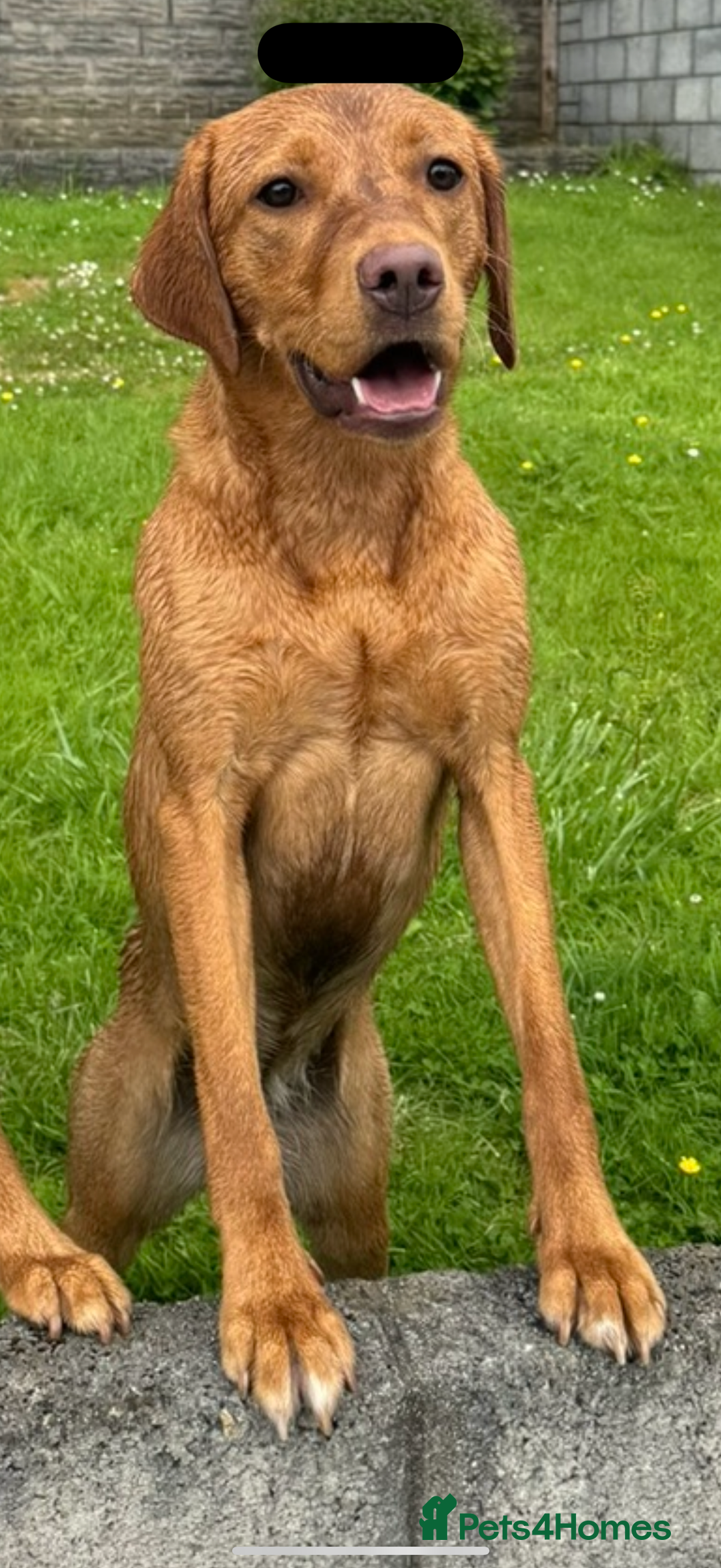 Labrador Retriever dogs for sale: KC Red fox Labrador retrievers  - Image 6