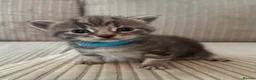 Domestic Shorthair cats for sale: Beautiful Grey blue kittens & grey tabbies x 7 - Advert 14