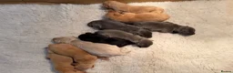 Labrador Retriever dogs for sale: Labrador puppies - Advert 1