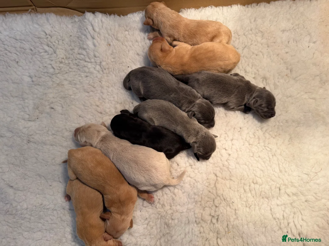 Labrador Retriever dogs for sale: Labrador puppies - Advert 1