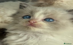 Ragdoll cats for sale: 💙🩷GCCF RAGDOLL KITTENS 3, 5 & 20WKS  AWARD WIN🥇 - Image 6