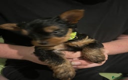 Yorkshire Terrier dogs for sale: Ready to leave  - Image 13