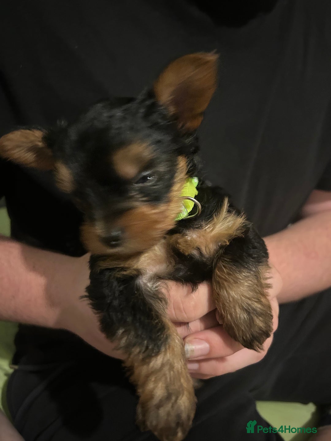 Yorkshire Terrier dogs for sale: Ready to leave  - Image 13