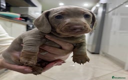 Dachshund dogs for sale: 2 Isabella dachshund puppies  - Image 5