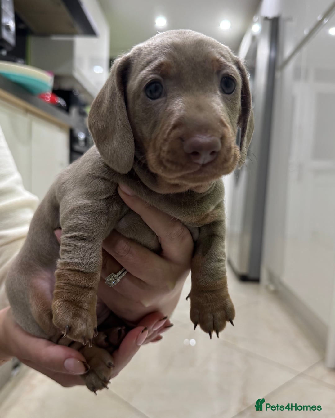 Dachshund dogs for sale: 2 Isabella dachshund puppies  - Image 5