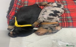Dachshund dogs for sale: Dachshund pups 3 boys left  in Bootle - Image 11