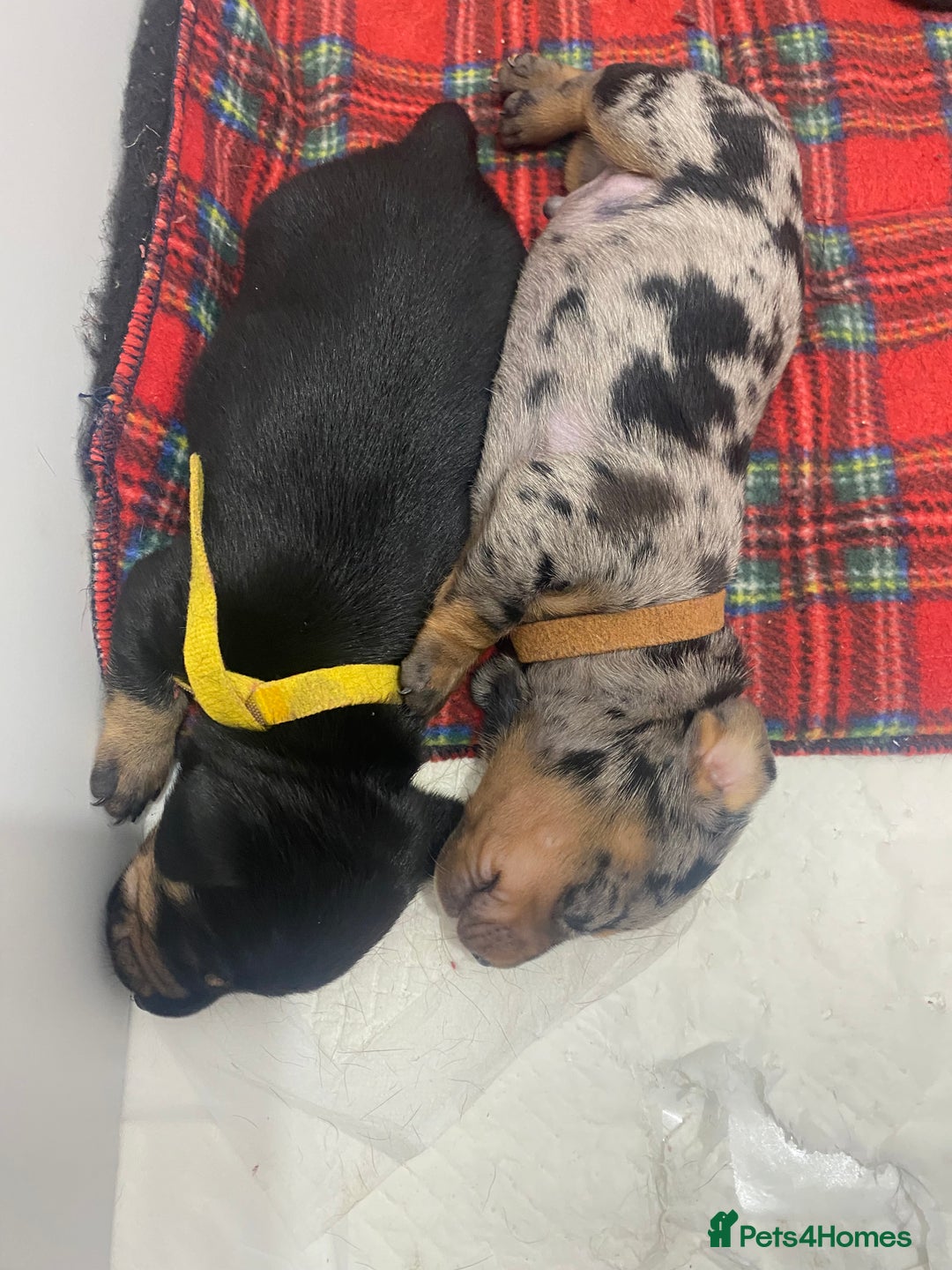 Dachshund dogs for sale: Dachshund pups 3 boys left  in Bootle - Image 11
