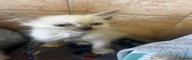 Ragdoll Kitten 8