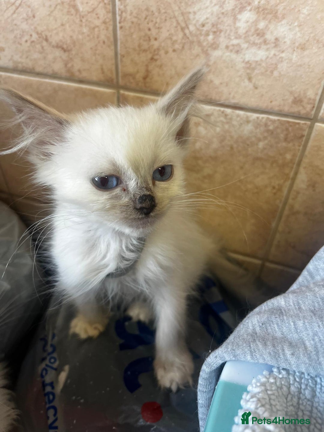 Ragdoll cats for sale: GCCF Registered Kittens - Image 18