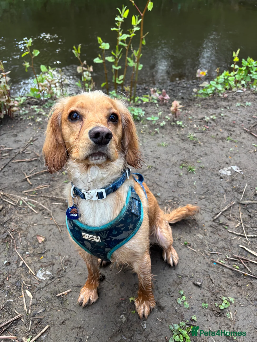 Cocker Spaniel dogs for sale: Cocker Spaniel  in Bury - Advert 2