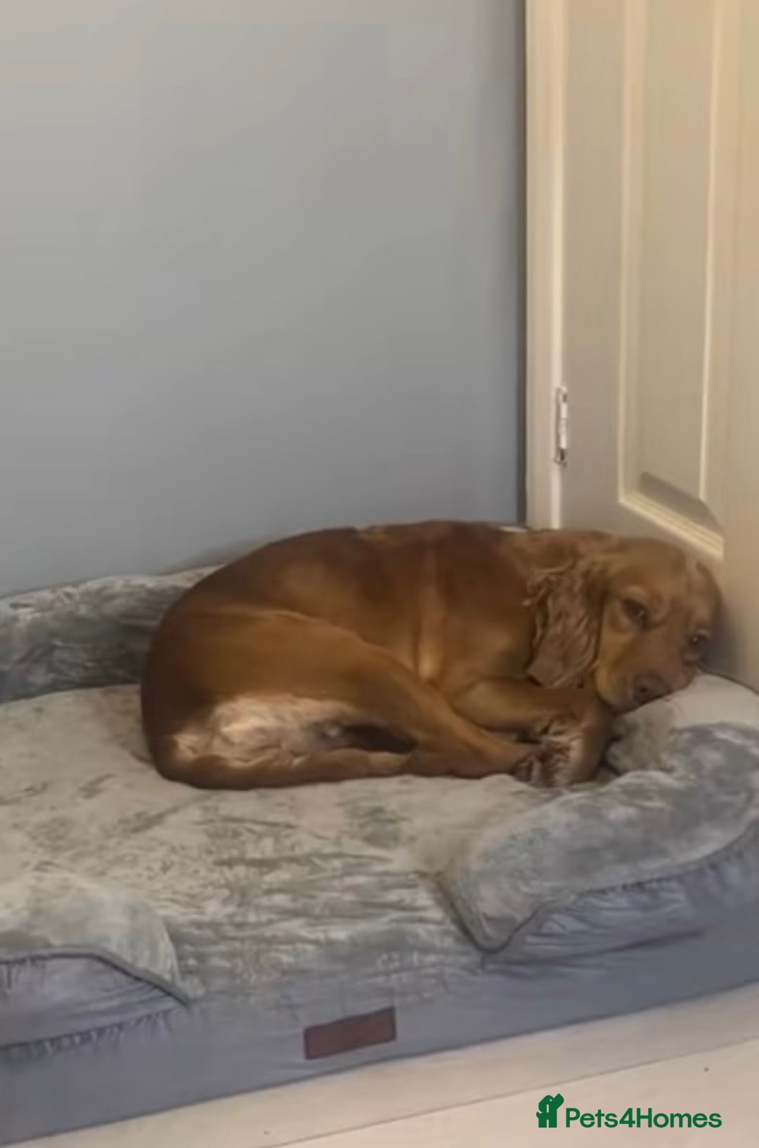 Cocker Spaniel dogs for sale: Looking for a forever home  - Advert 5