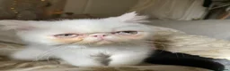 Exotic cats for sale: Exotic Persians  - Advert 8