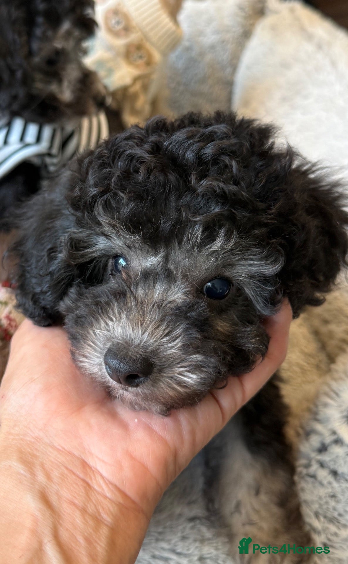 Toy Poodle dogs Toy Poodle puppies/Mom is Kc,Dad is Asian toy podl - Advert 2