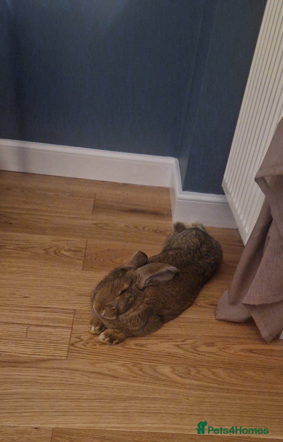 Continental Giant rabbits for sale: Giant continental cross  - Image 9