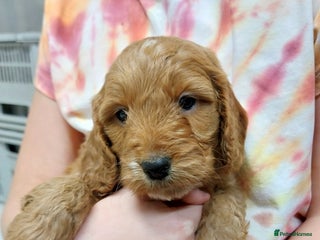 Cockapoo dogs 1 Left Beautiful Cockapoo Puppies,health tested - Advert 16