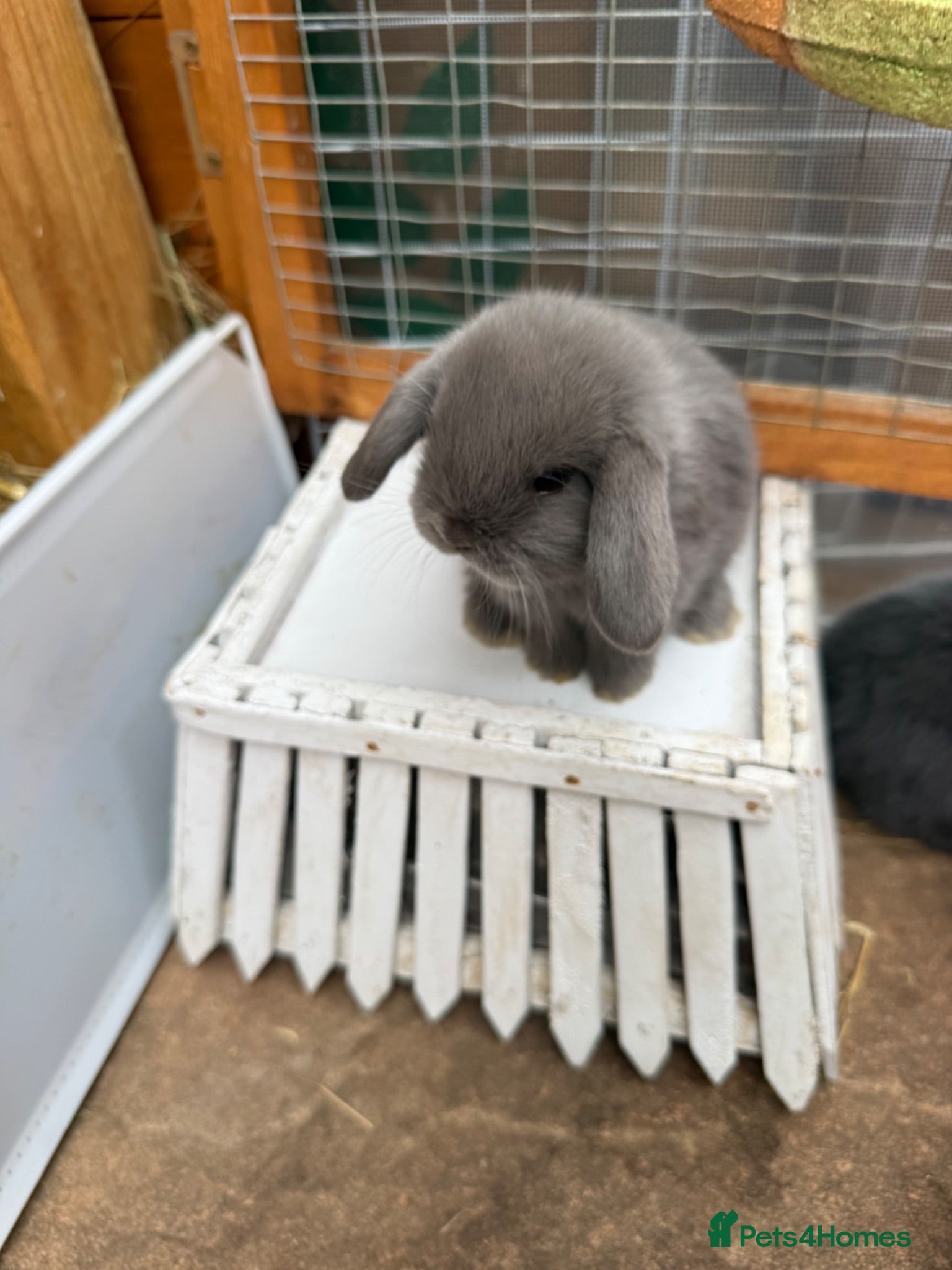 Mini Lop rabbits 3 Pure Mini Lop Does 🩶 Leave 25th July  - Advert 1