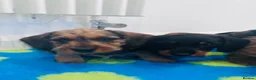 Miniature Dachshund dogs for sale: Miniature dachshund Wirehaired  - Advert 2