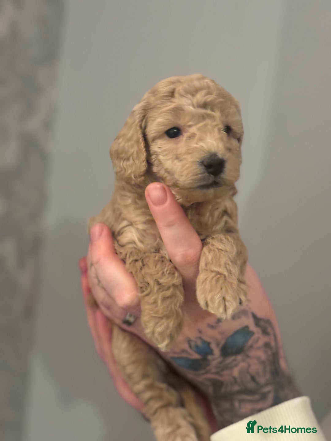 Toy Poodle dogs for sale: Toy poodle puppies *Ready for  ** * - Advert 40