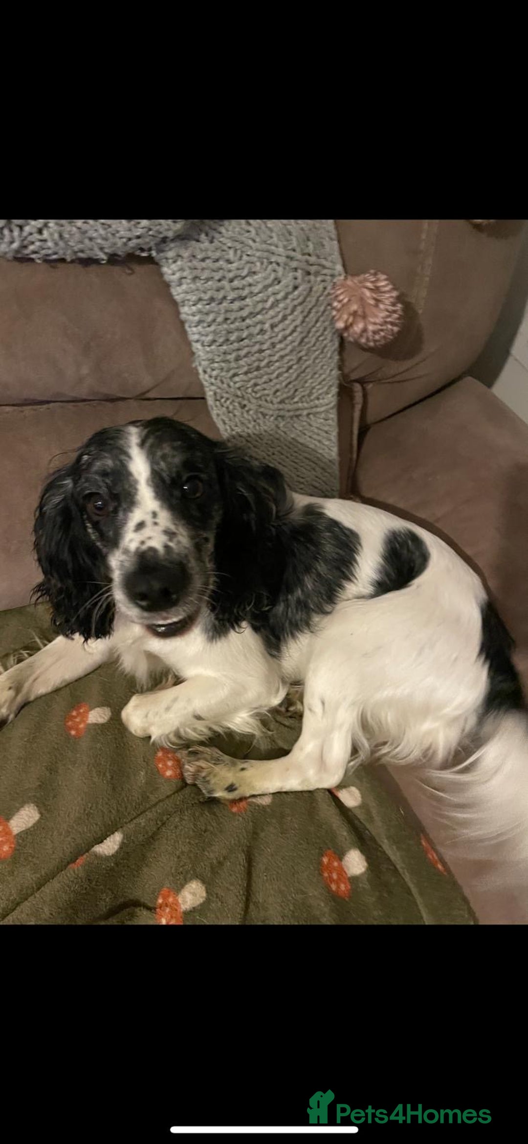 Cocker Spaniel dogs for sale: Cocker puppy 1 bitch left 3 boys  - Image 21