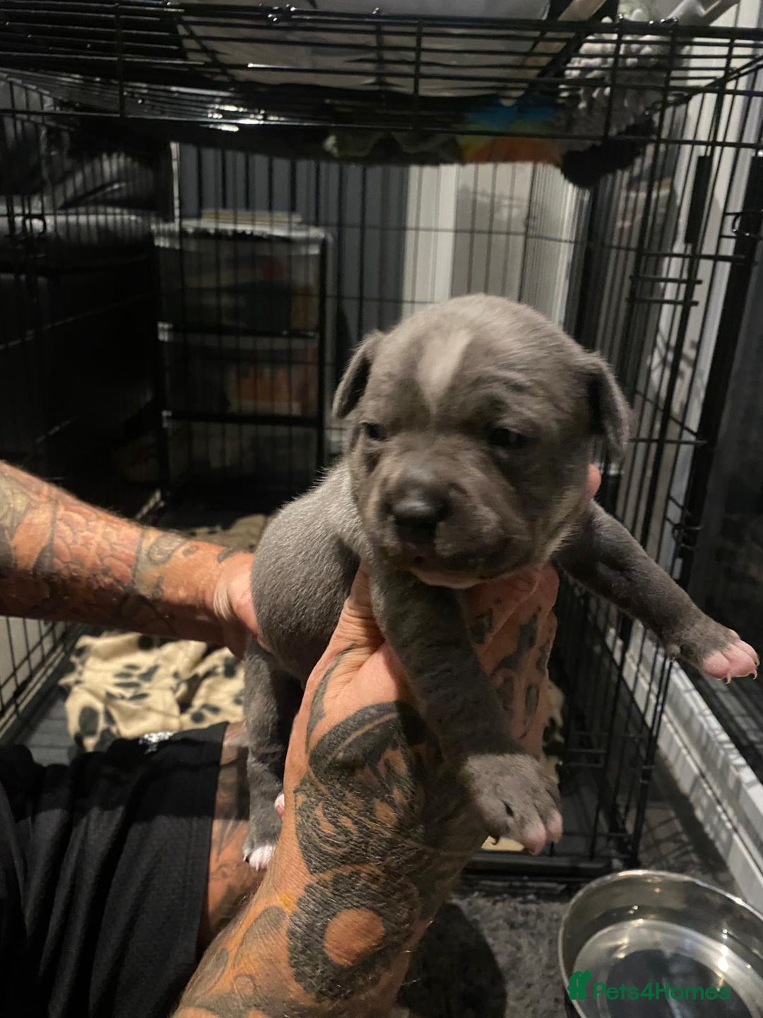 Staffordshire Bull Terrier dogs for sale: Blue staffie pupz - Image 3