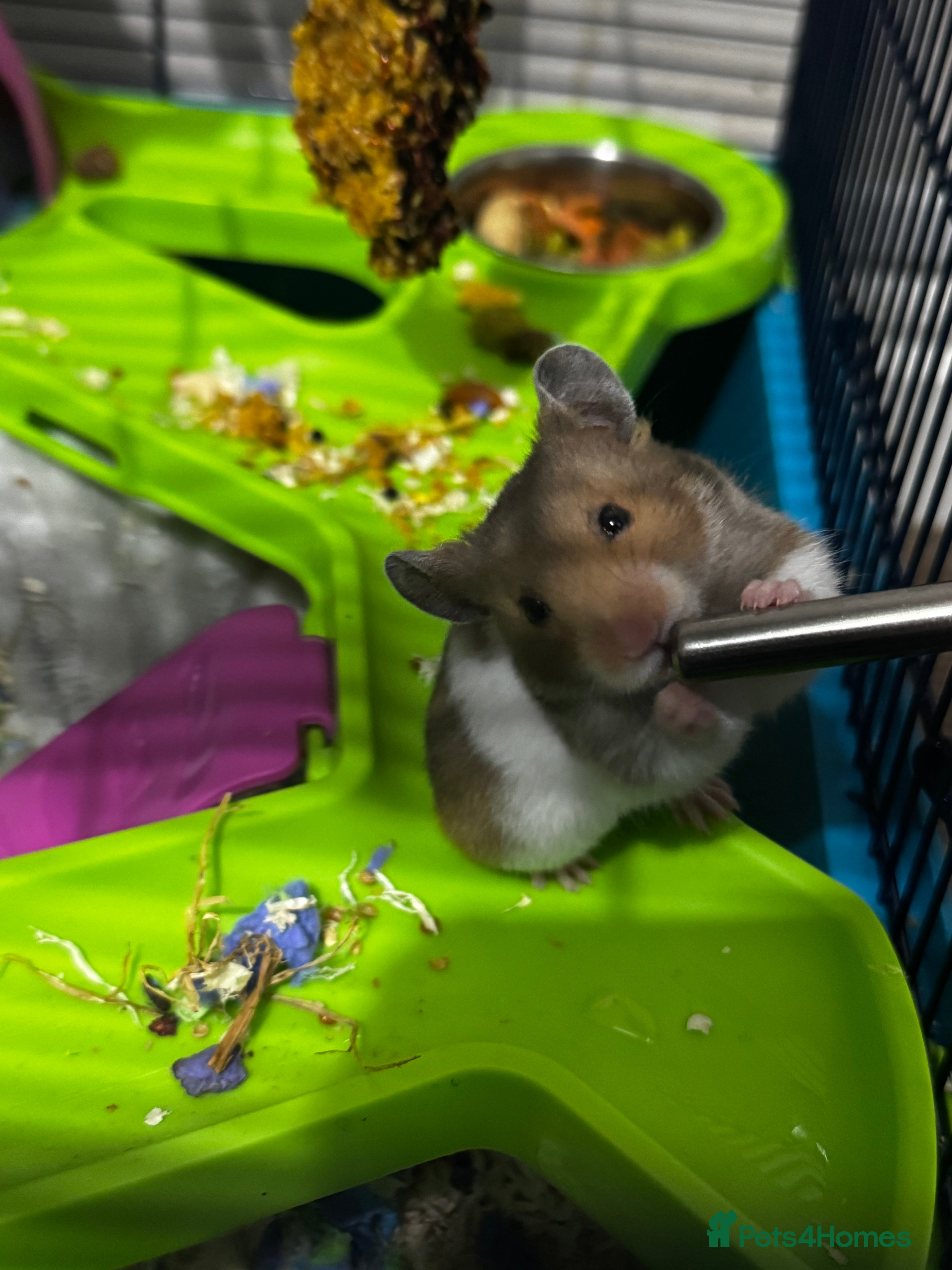 Hamster rodents Syrian hamster  - Advert 7