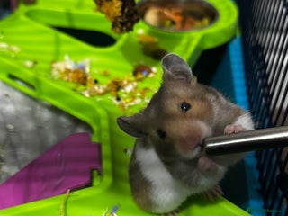 Hamster rodents Syrian hamster - Advert 4