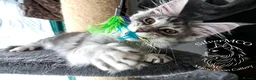 Maine Coon cats for sale: 💚Ready💚 TICA-registered XL Maine Coon Kitten   - Advert 7