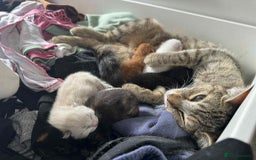 Mixed Breed cats for sale: Beautiful kittens looking for forever homes  - Image 9