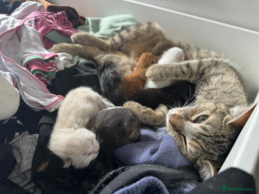 Mixed Breed cats for sale: Beautiful kittens looking for forever homes  - Image 9