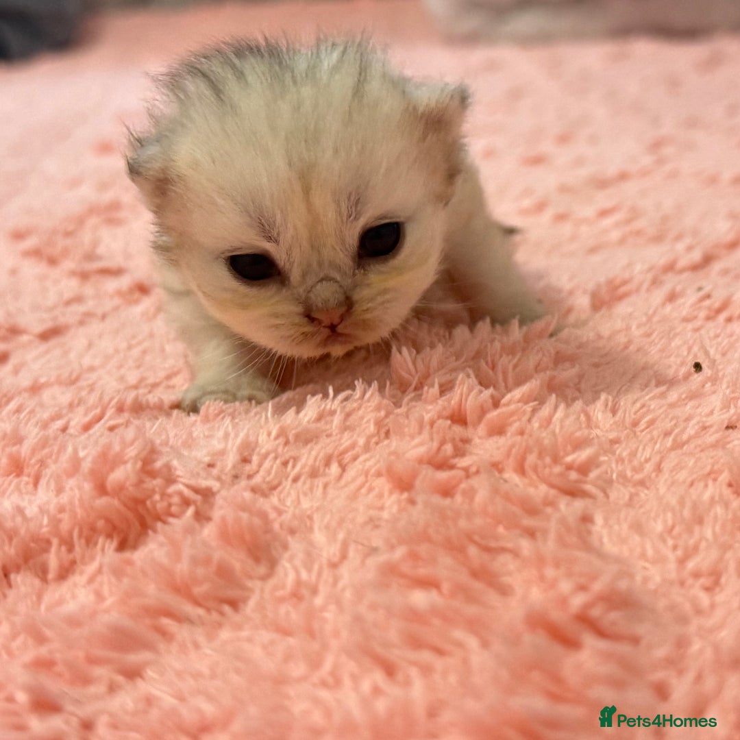 Persian cats for sale: Persian chinchilla kittens  - Image 3