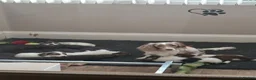 Dachshund dogs for sale: MINIATURE DACHSHUND GIRL LEFT FOR LOVING HOME - Advert 3