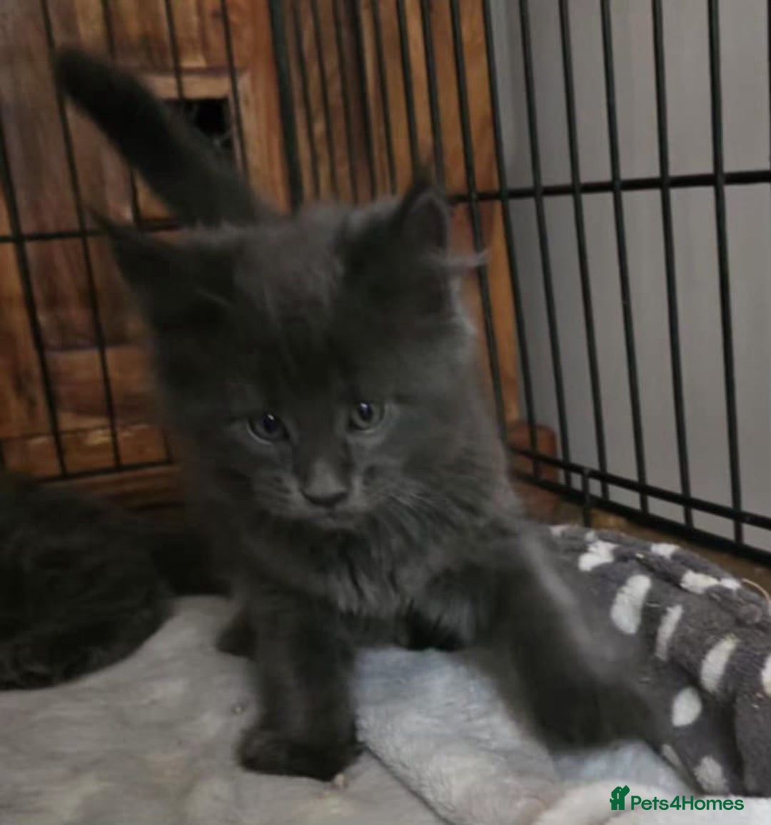 Maine Coon cats for sale: Maine coon purebred pedigre xl active in Barnsley - Image 21