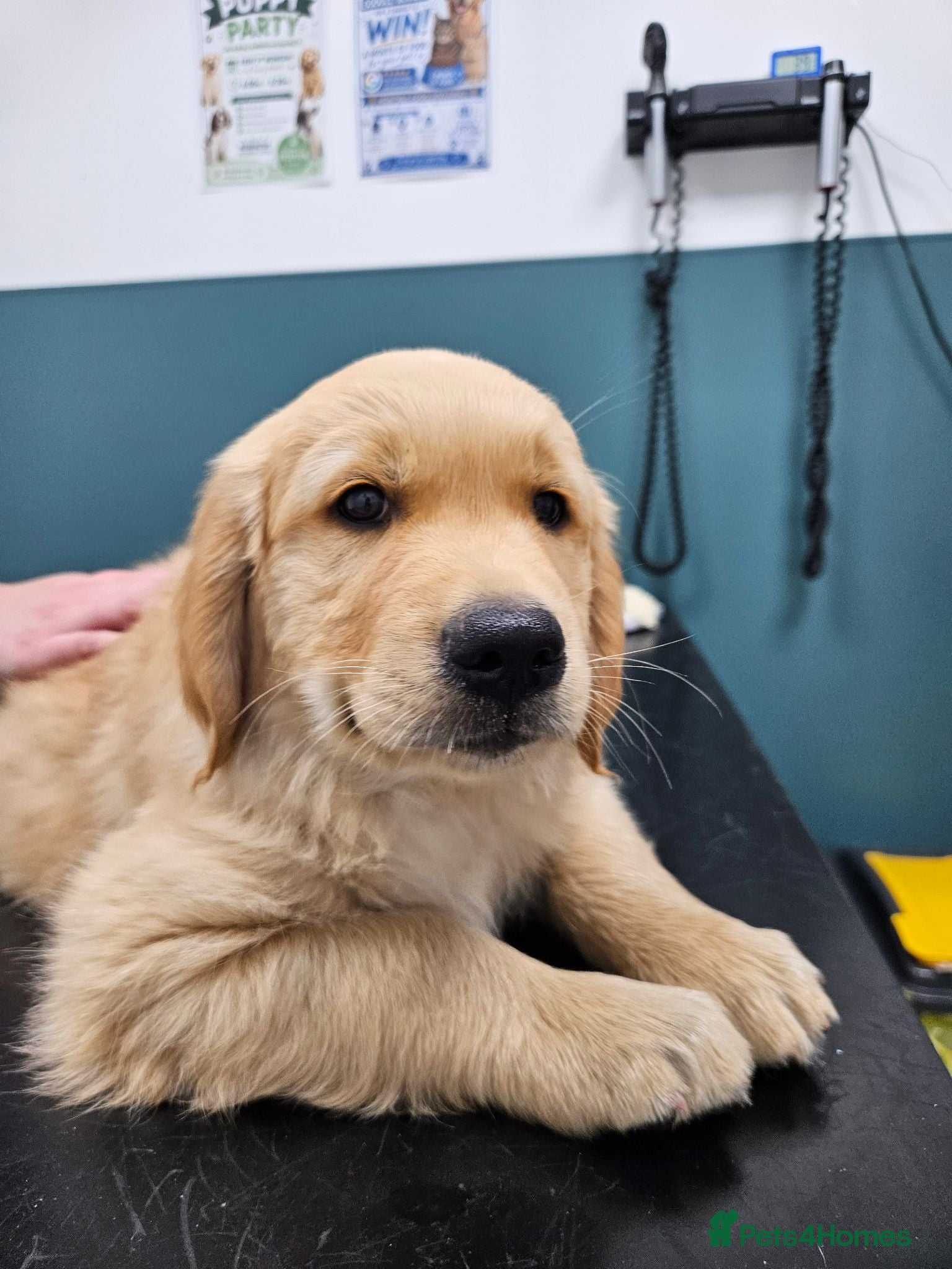 Golden Retriever dogs Litter of Golden Retriever puppies - Advert 1