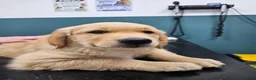 Golden Retriever dogs for sale: READY TO LEAVE Litter of Golden Retriever puppies - Advert 4
