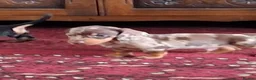 Dachshund dogs for sale: Dacshund  - Advert 15