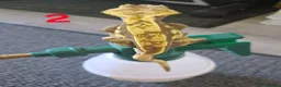 Gecko reptiles for sale: Male crested geckos for sale - Advert 4