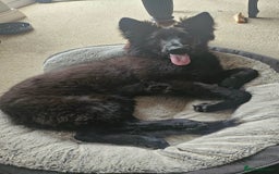 Shepsky dogs for sale: Oswald - Beautiful 11 month old German Shepard Mix - Image 4