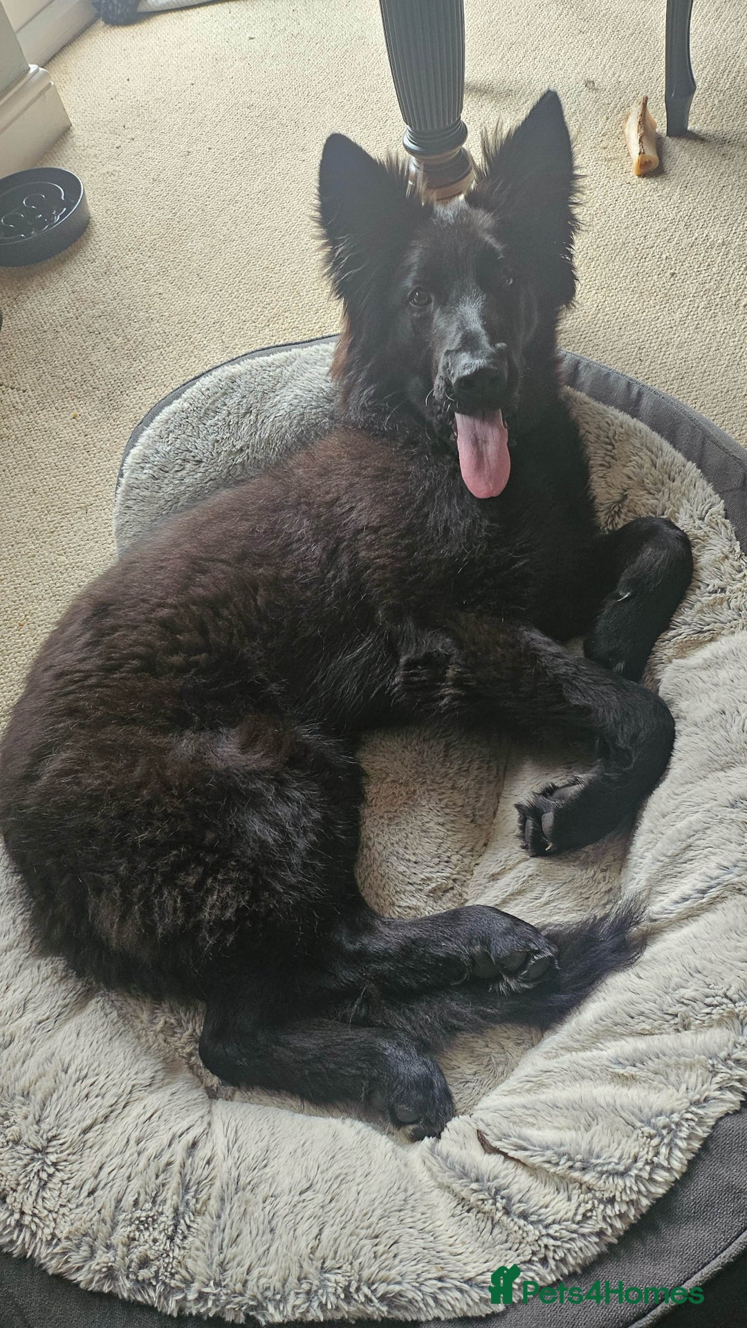 Shepsky dogs for sale: Oswald - Beautiful 11 month old German Shepard Mix - Image 4